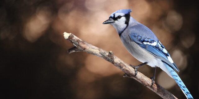 A picture of a blue jay sitting on a branch.
